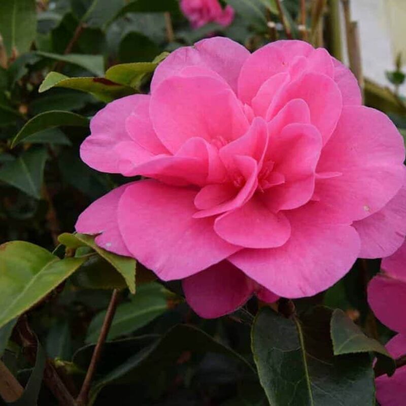 Camellia × williamsii 'Debbie' 100-125 cm